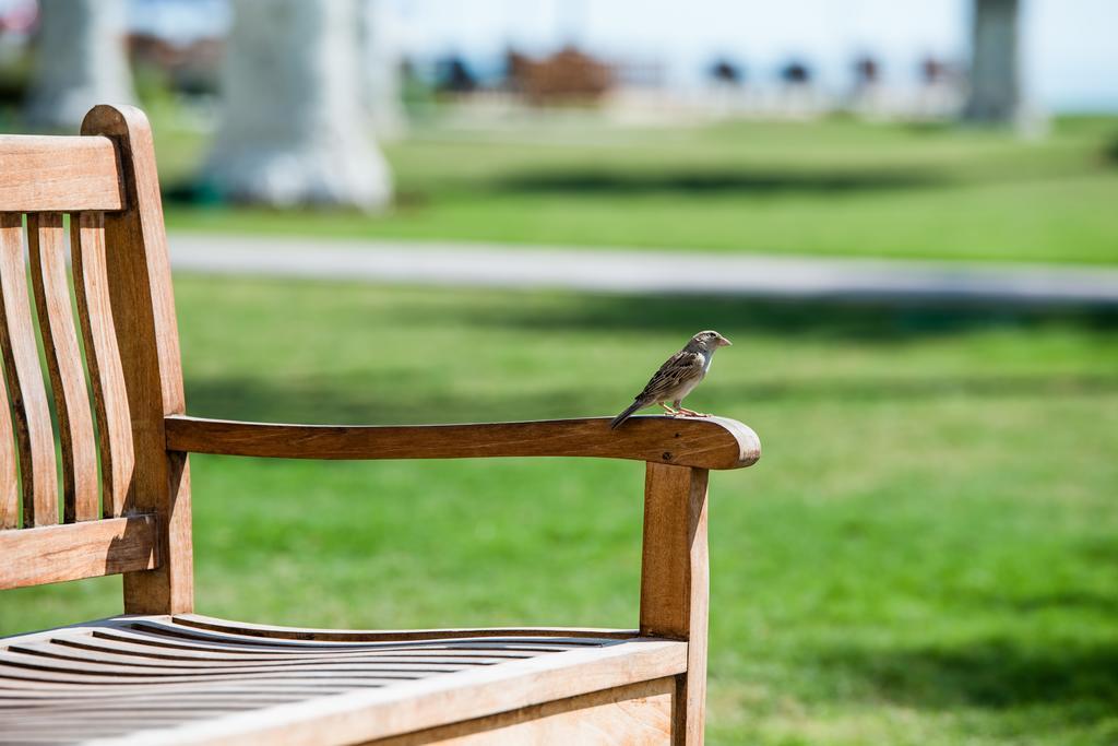 شاطئ سيلين,من منتجعات مروب مسيعيد المظهر الخارجي الصورة A sparrow on a bench